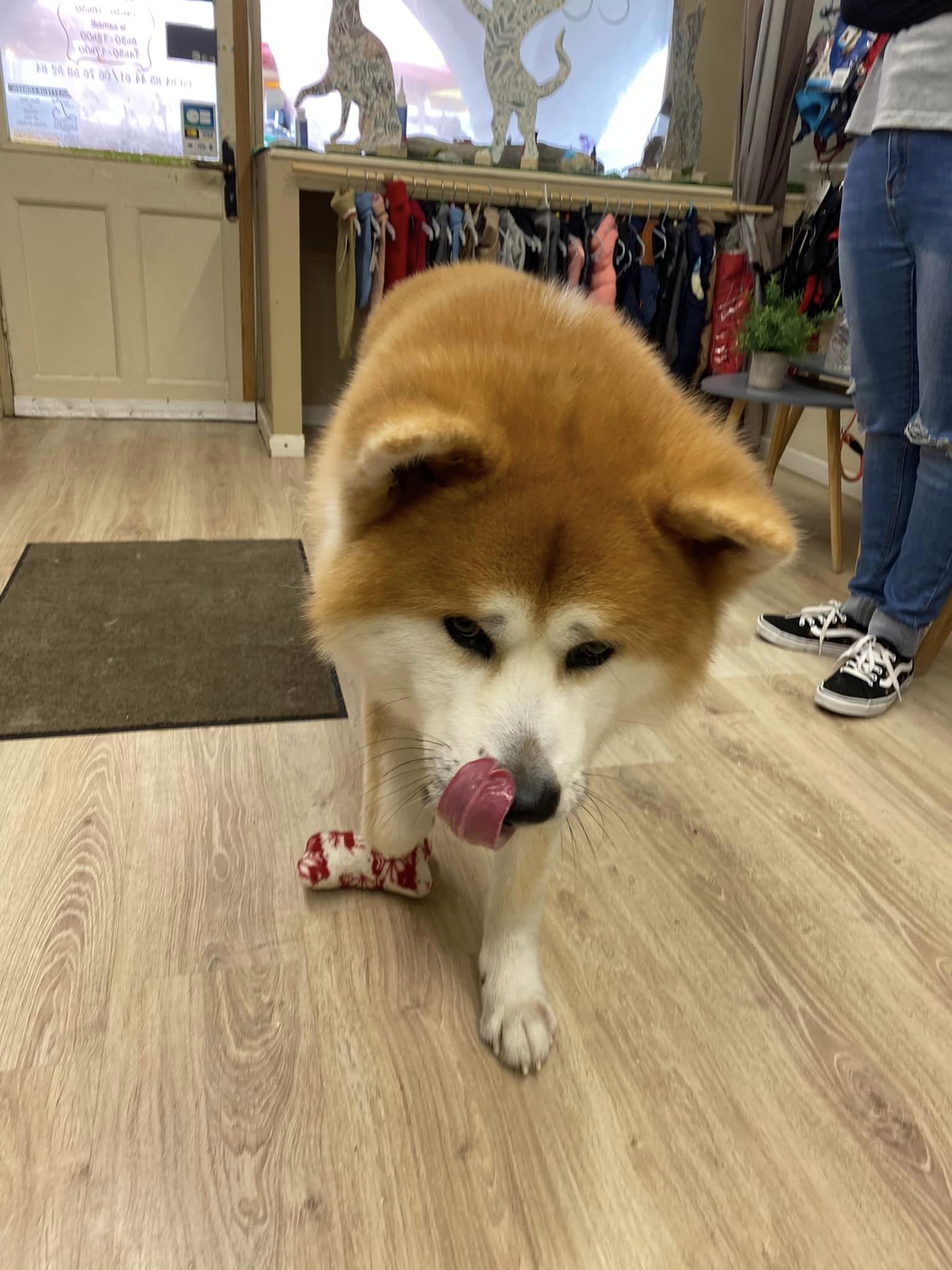 shiba salon toilettage