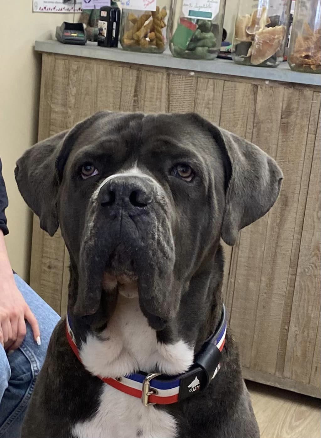 cane corso salon toilettage