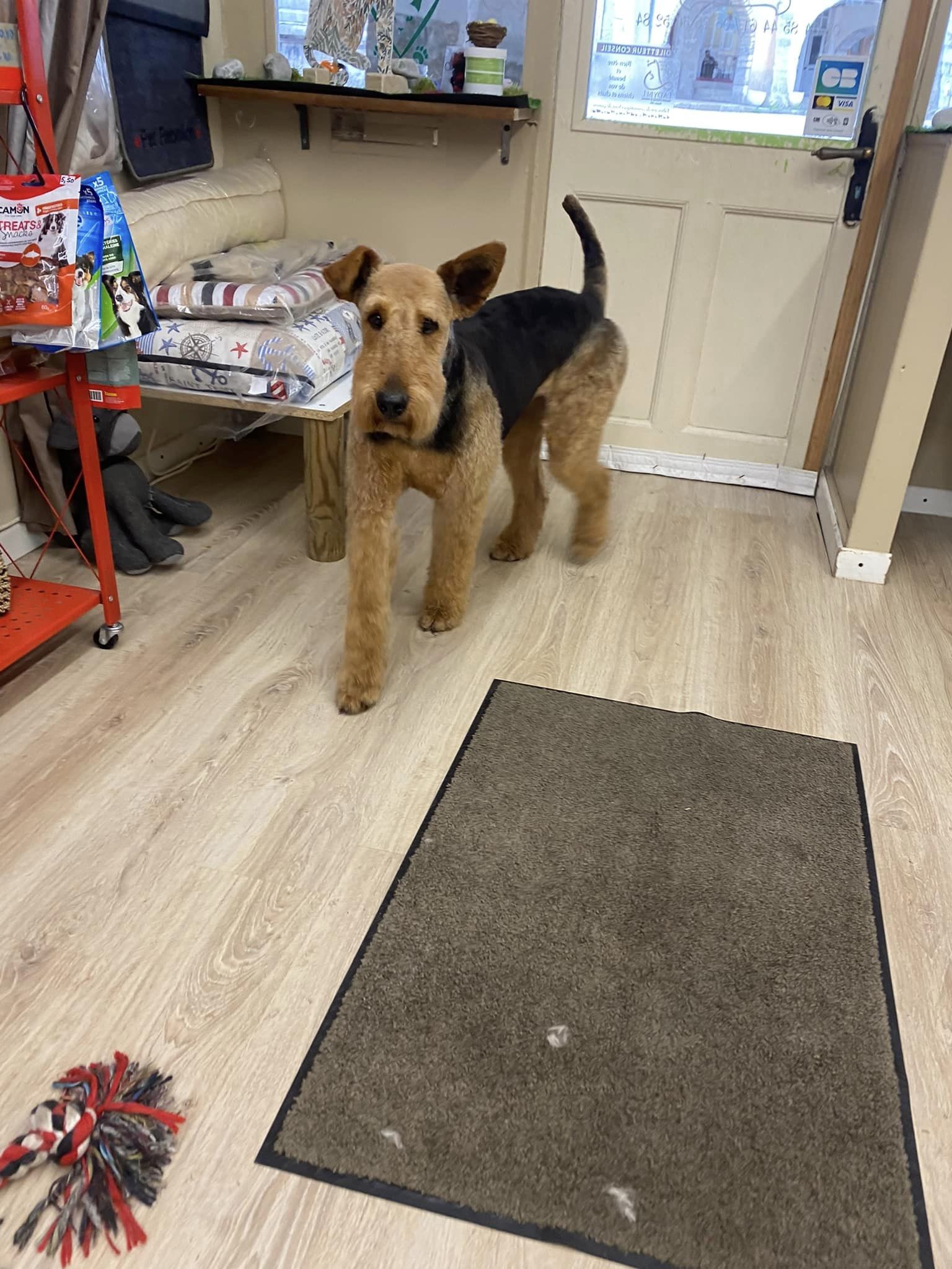 airedale terrier salon toilettage
