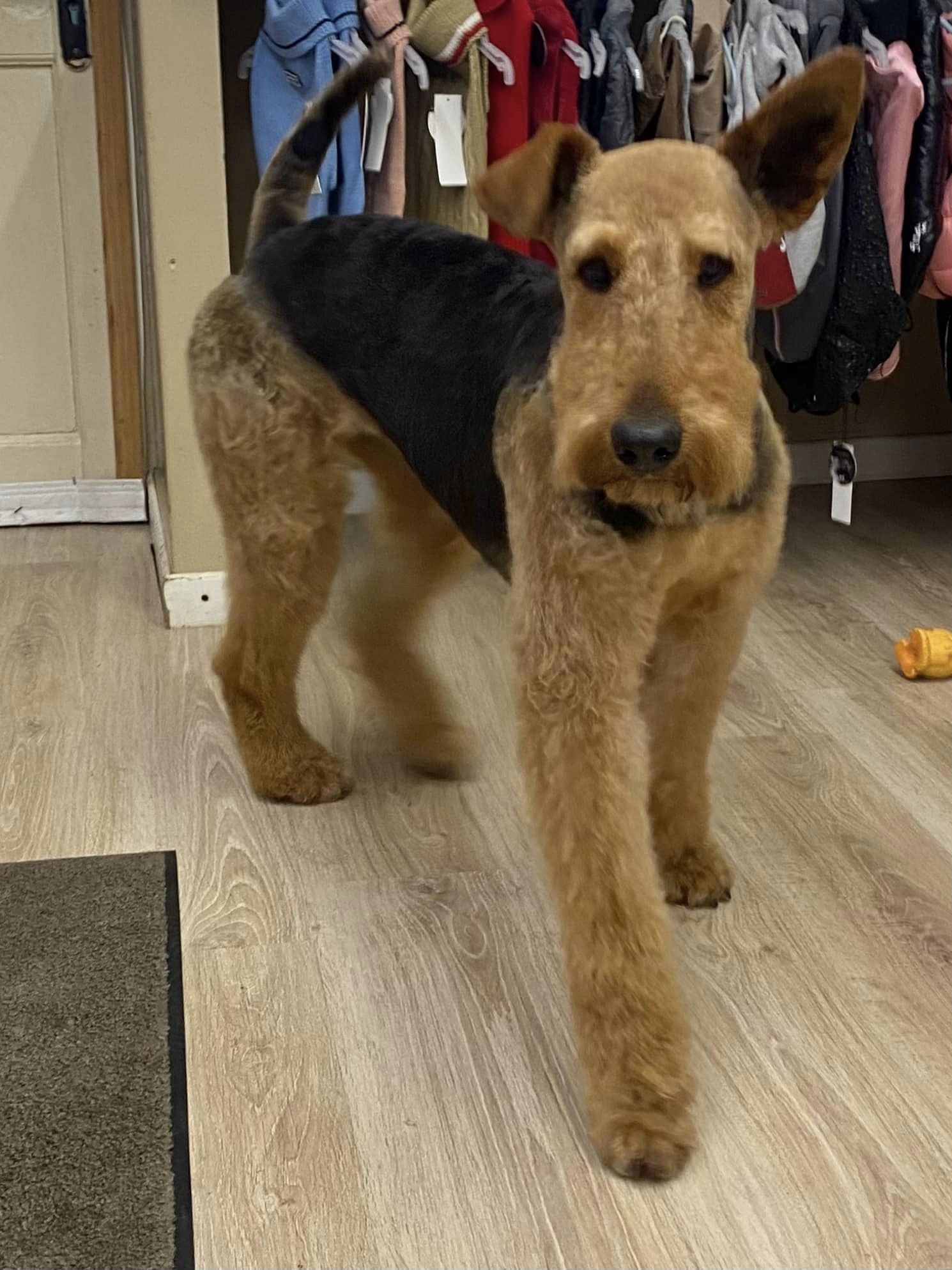 airedale terrier salon toilettage