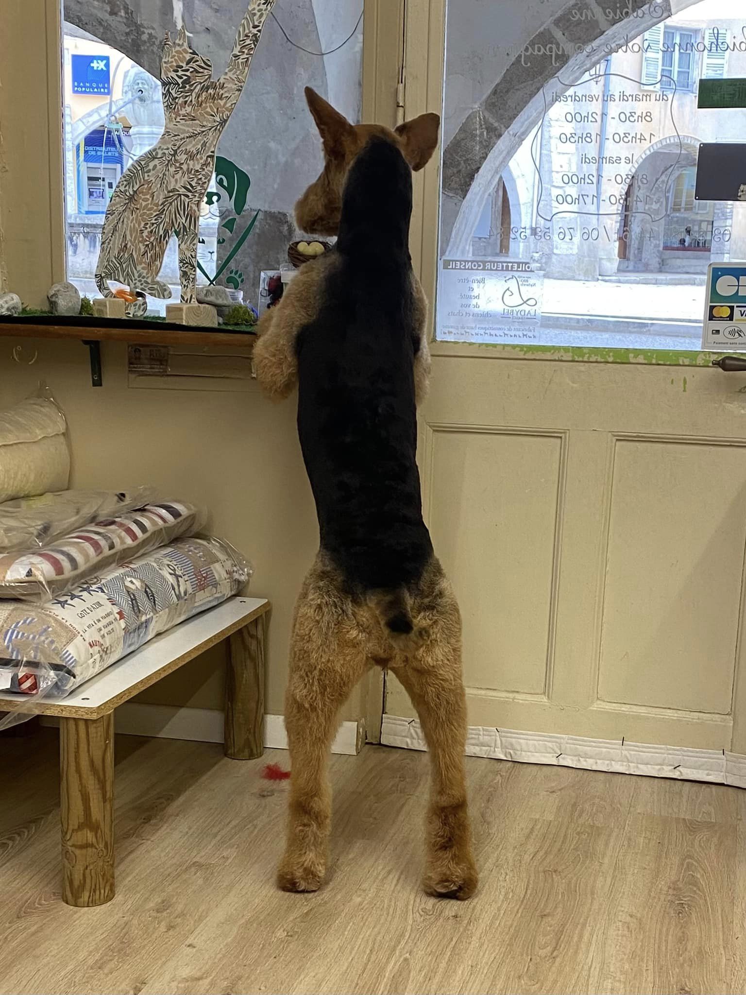 airedale terrier salon toilettage