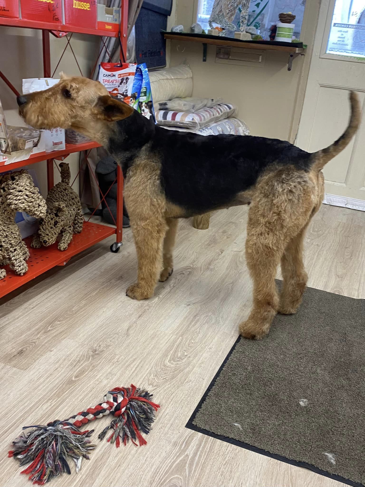 airedale terrier salon toilettage