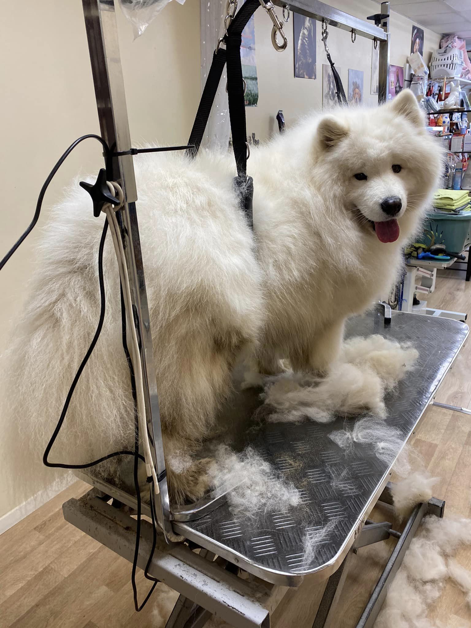 samoyède salon toilettage