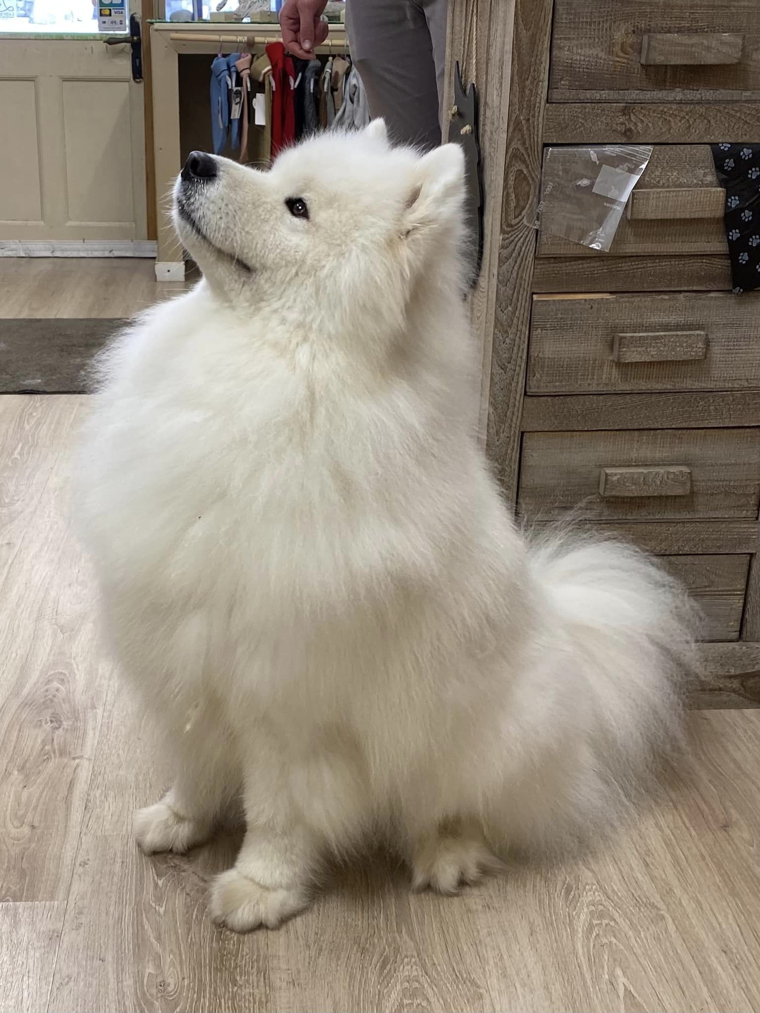 samoyède salon toilettage