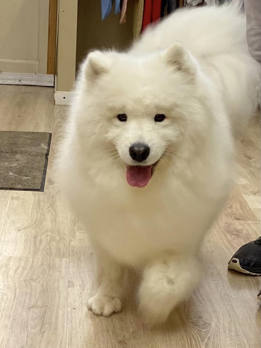 samoyède salon toilettage