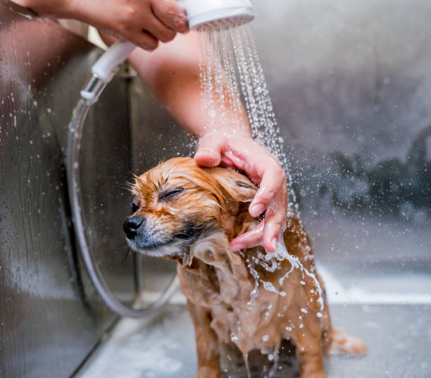 tarif toilettage petit chien