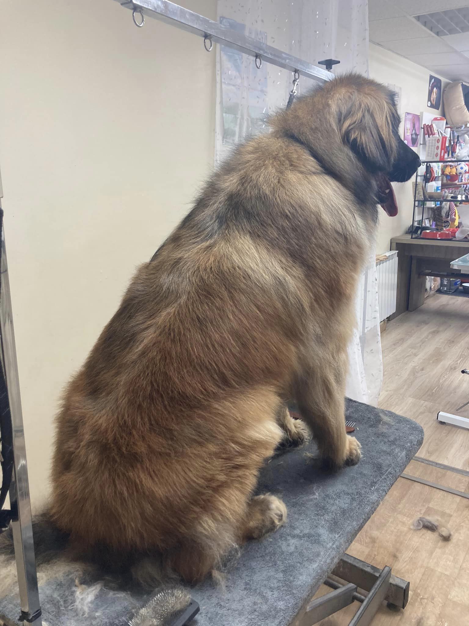 grand chien toiletté