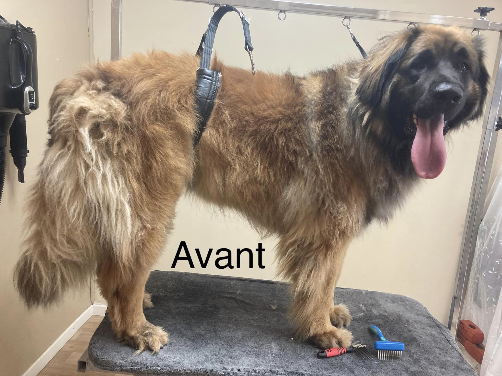 grand chien salon toilettage