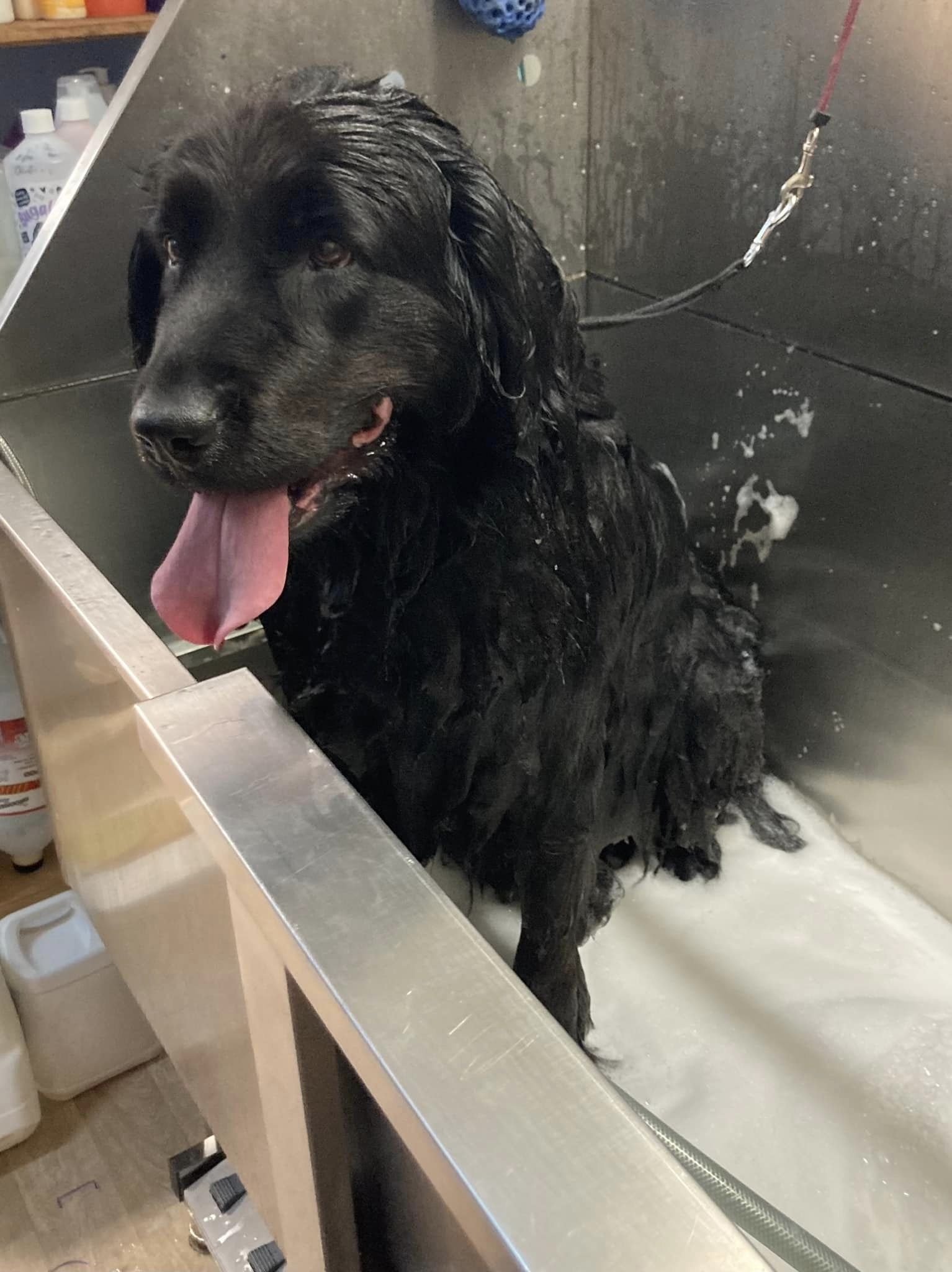 Paddie - terre neuve