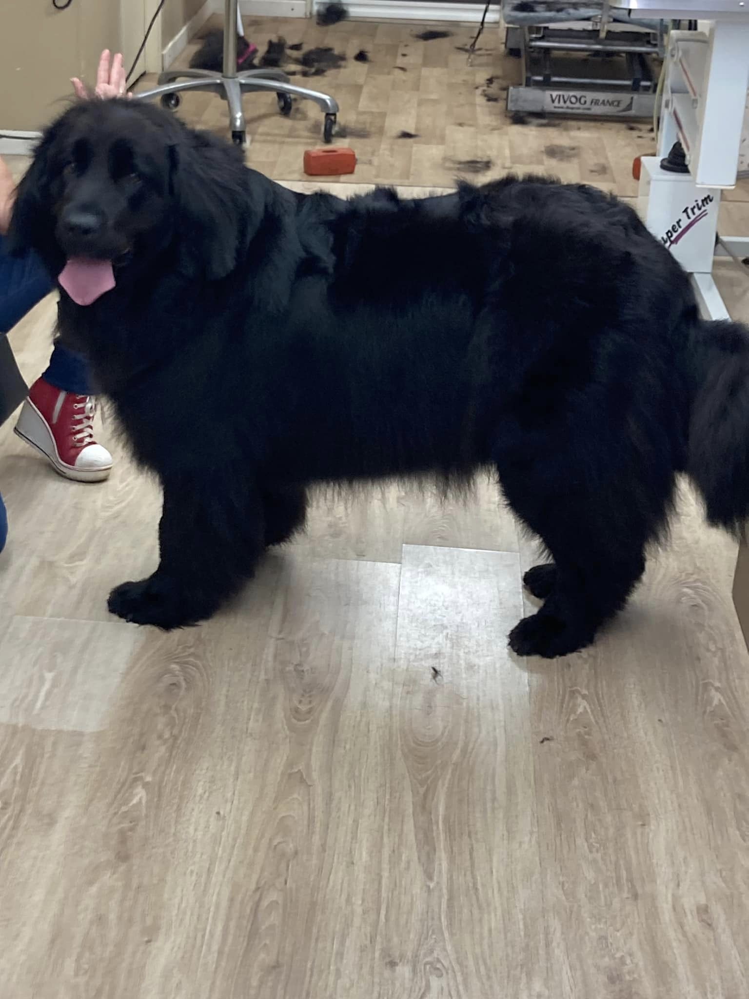 Paddie - terre neuve