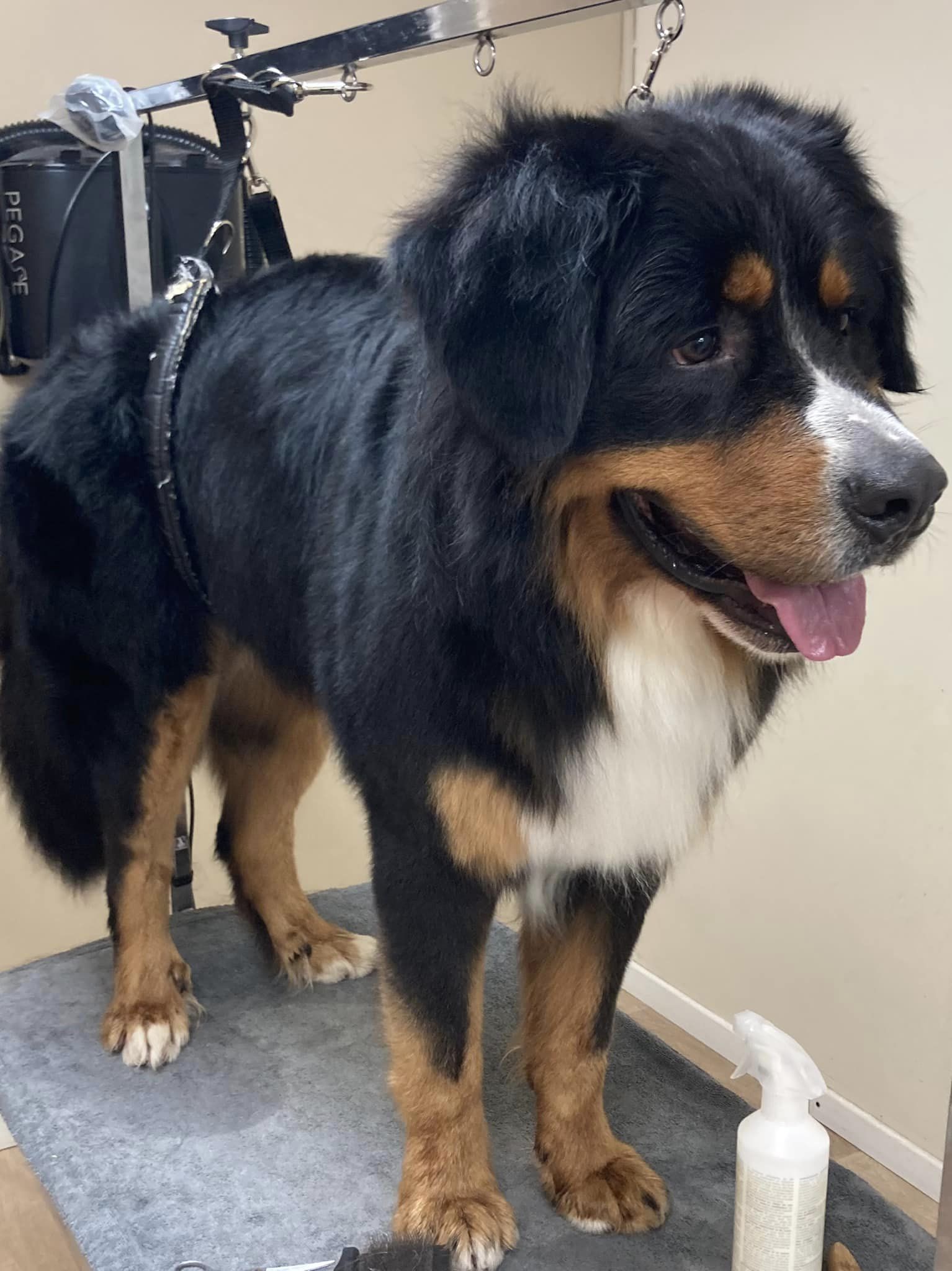 Titi - bouvier bernois